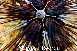 Urchin in Fiji by Larissa Roorda 